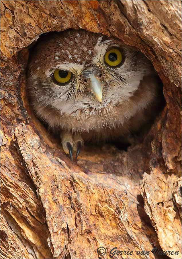 owl looking from inside tree trunk